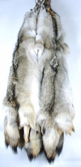 Giant Coyote Fur Skin - 2XL