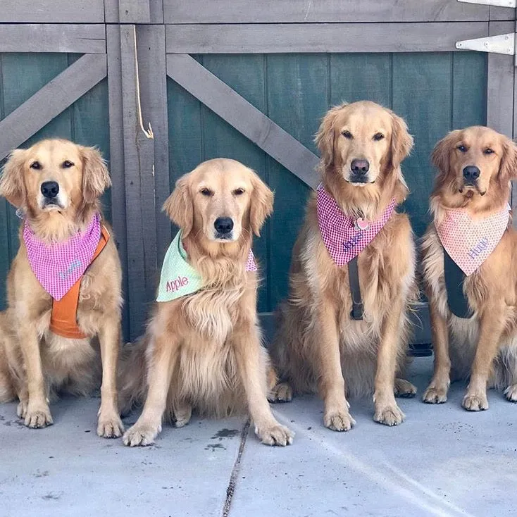 Gingham Custom Dog Bandanas with Personalization