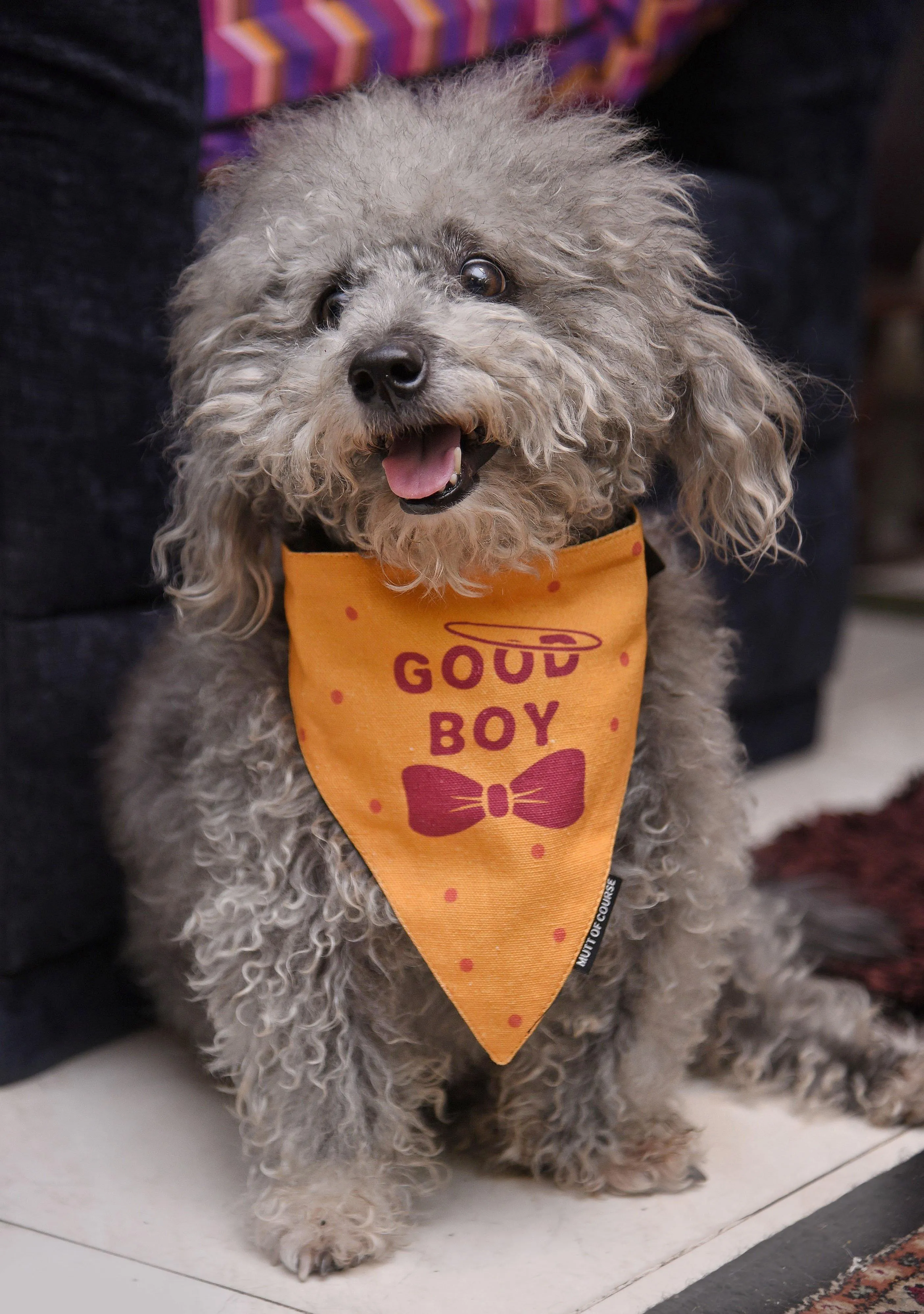 Good Boy Bandana