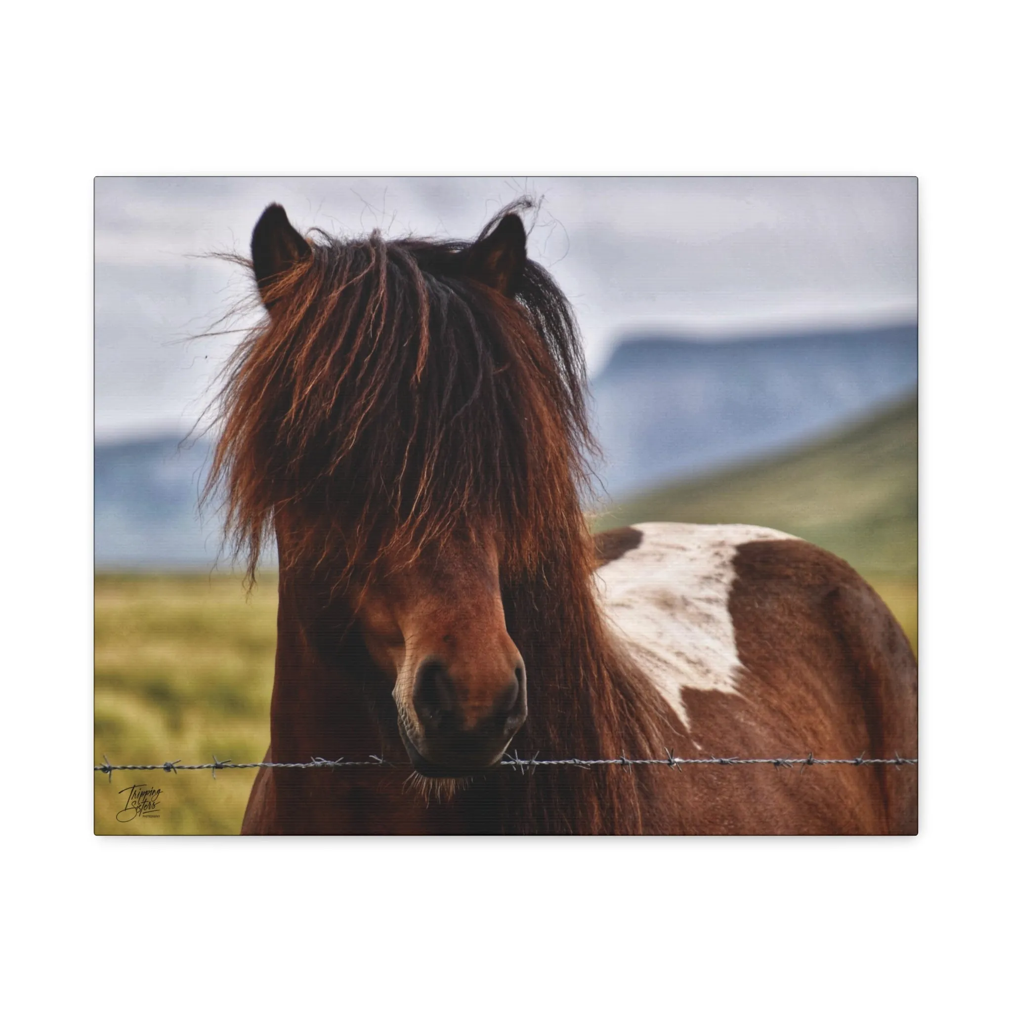 'Icelandic Pony' Iceland - Stretched Canvas
