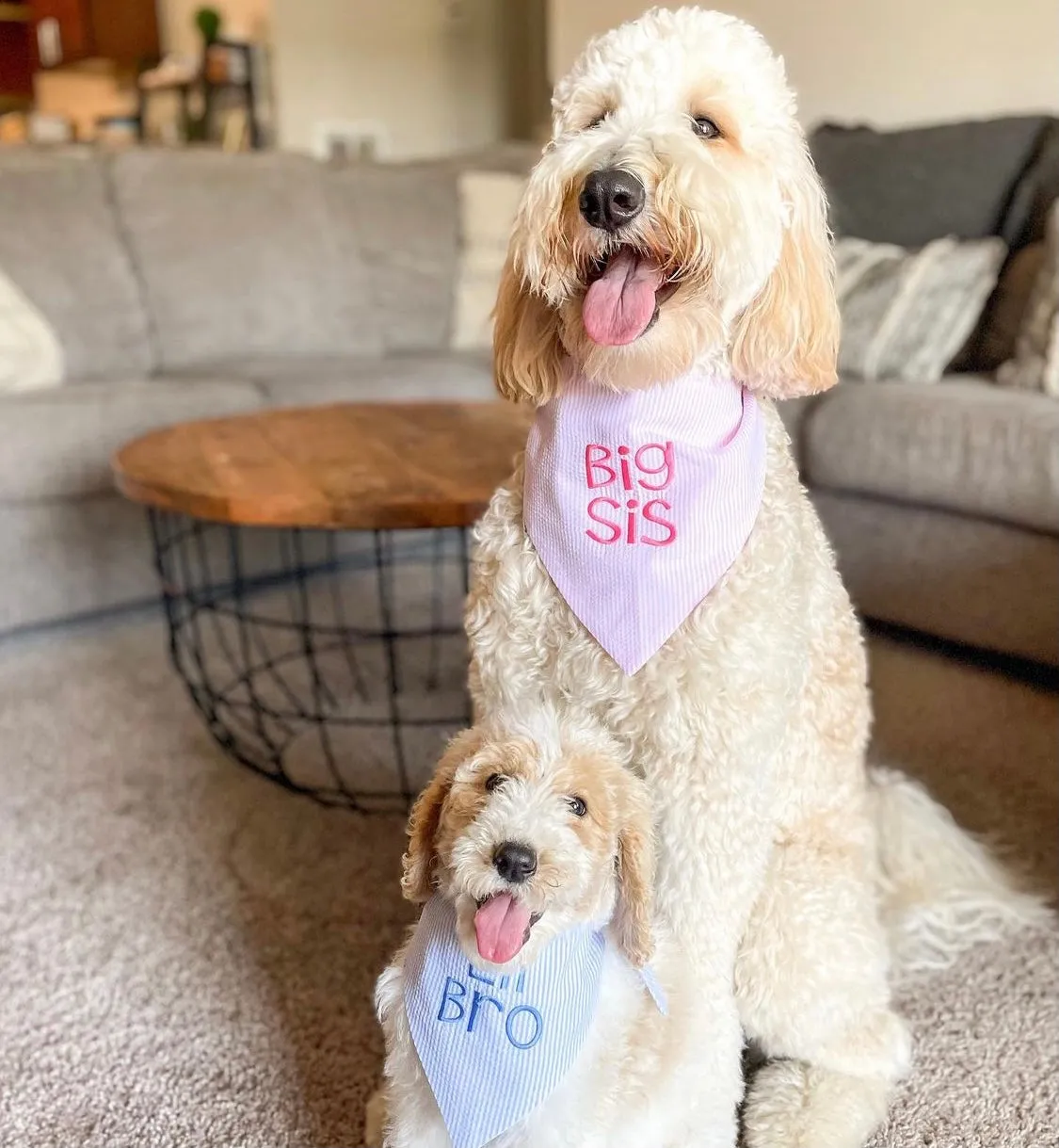 Little Sister Custom Dog Bandanas in Seersucker