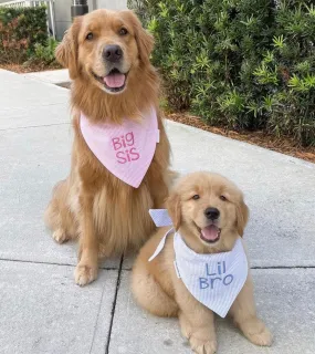 Little Sister Custom Dog Bandanas in Seersucker
