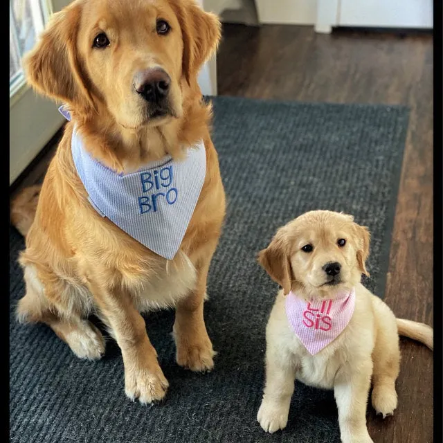 Little Sister Custom Dog Bandanas in Seersucker