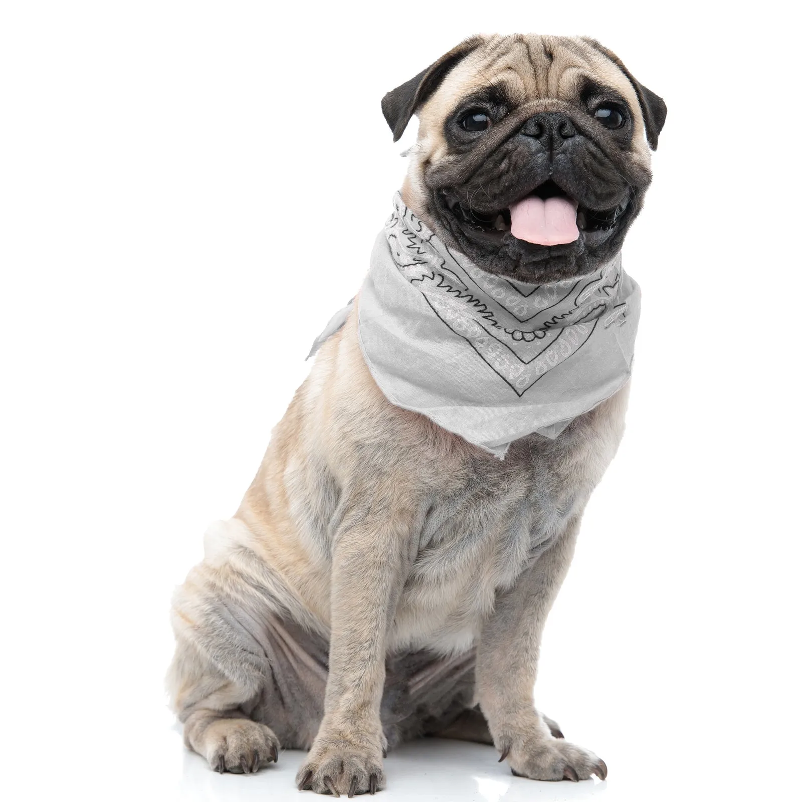 Pack of 6 Polyester Dog Bandanas Paisley Design Regular Size