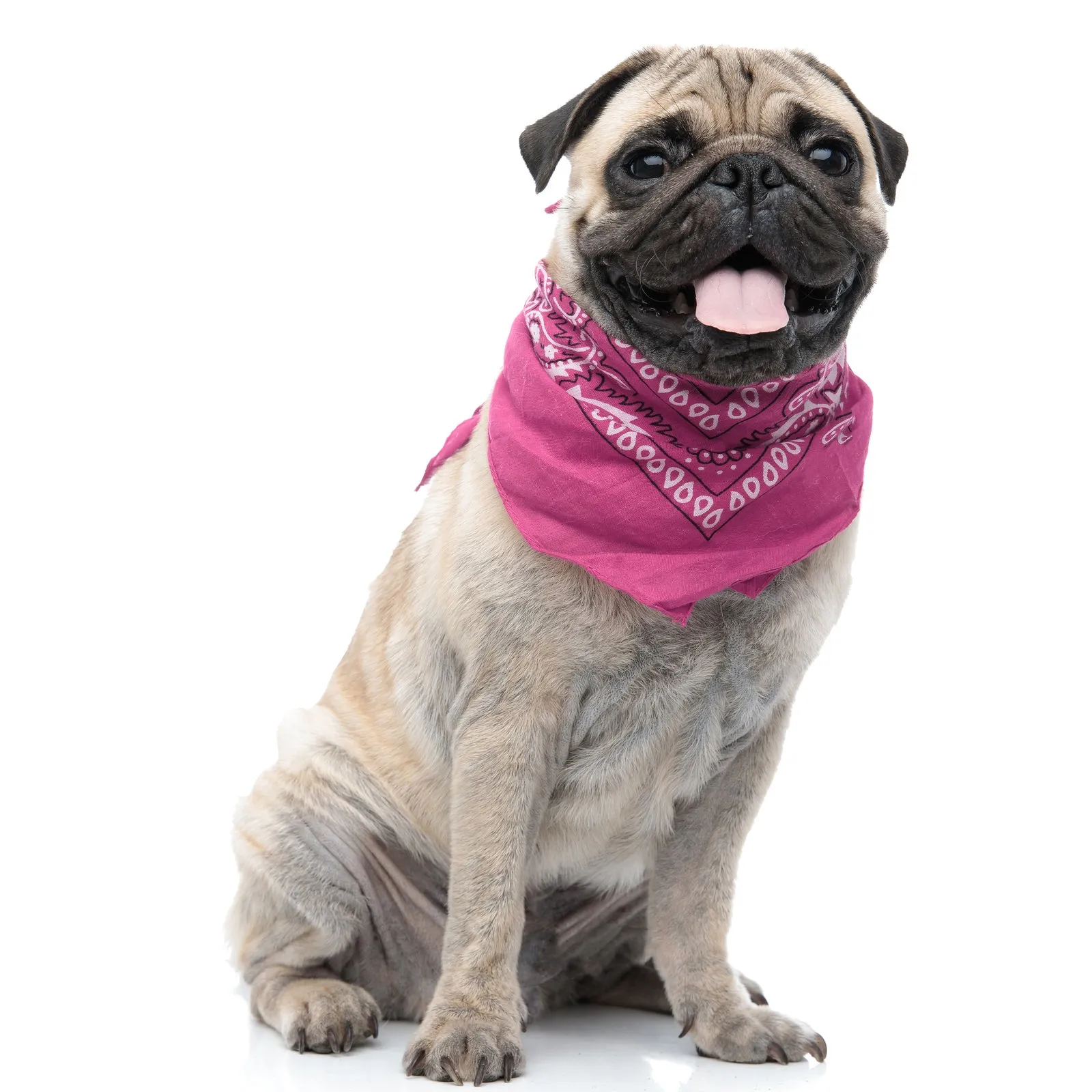 Pack of 6 Polyester Dog Bandanas Paisley Design Regular Size
