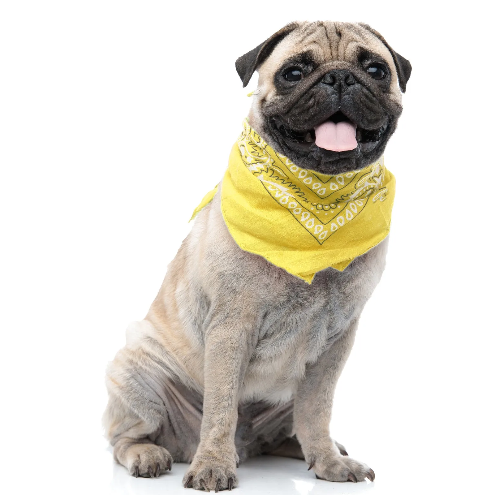 Pack of 6 Polyester Dog Bandanas Paisley Design Regular Size