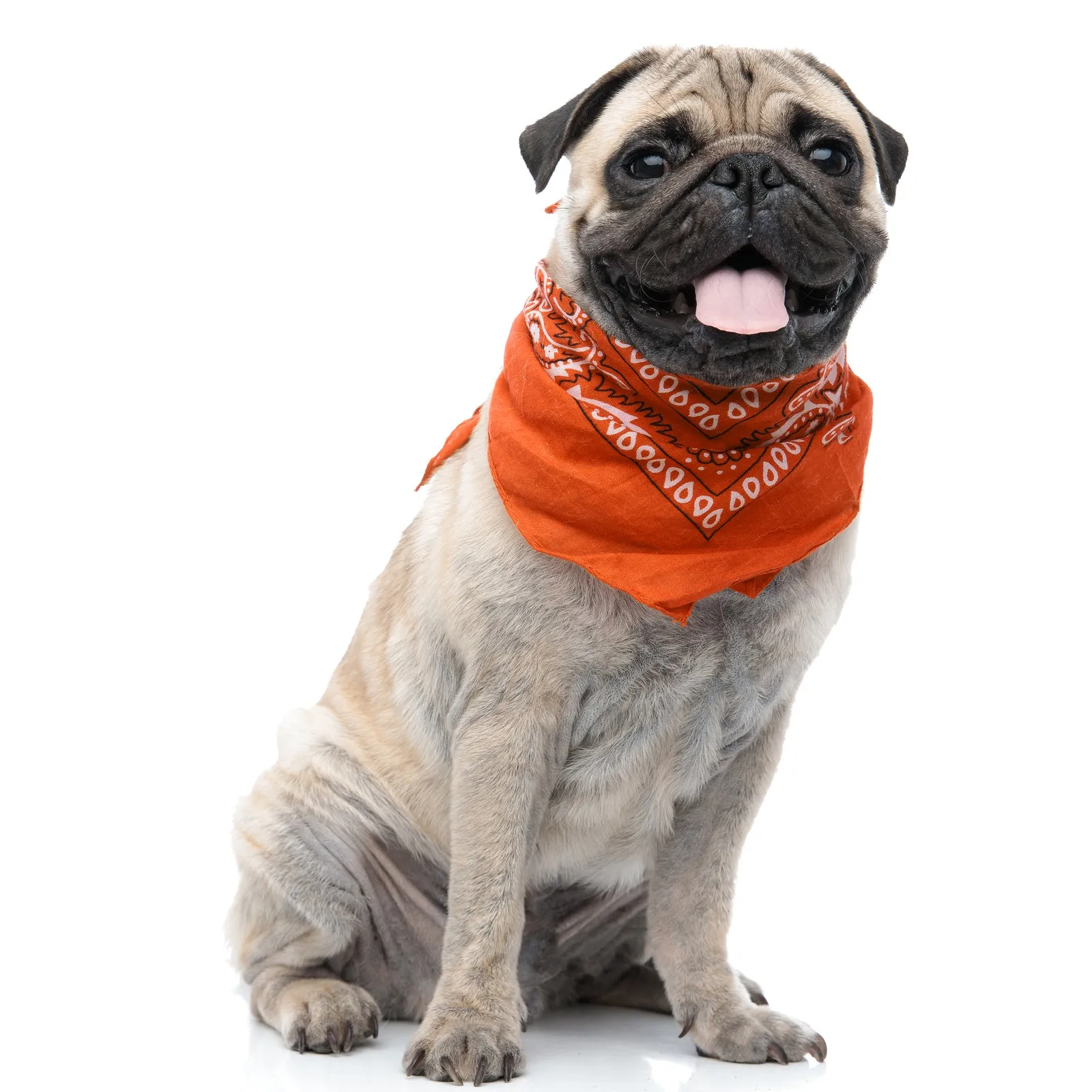 Pack of 6 Polyester Dog Bandanas Paisley Design Regular Size