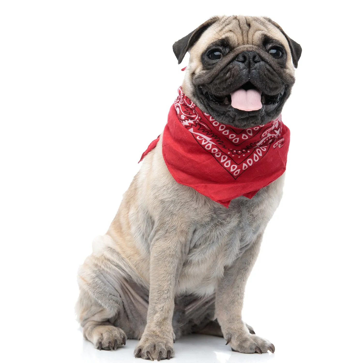 Pack of 6 Polyester Dog Bandanas Paisley Design Regular Size