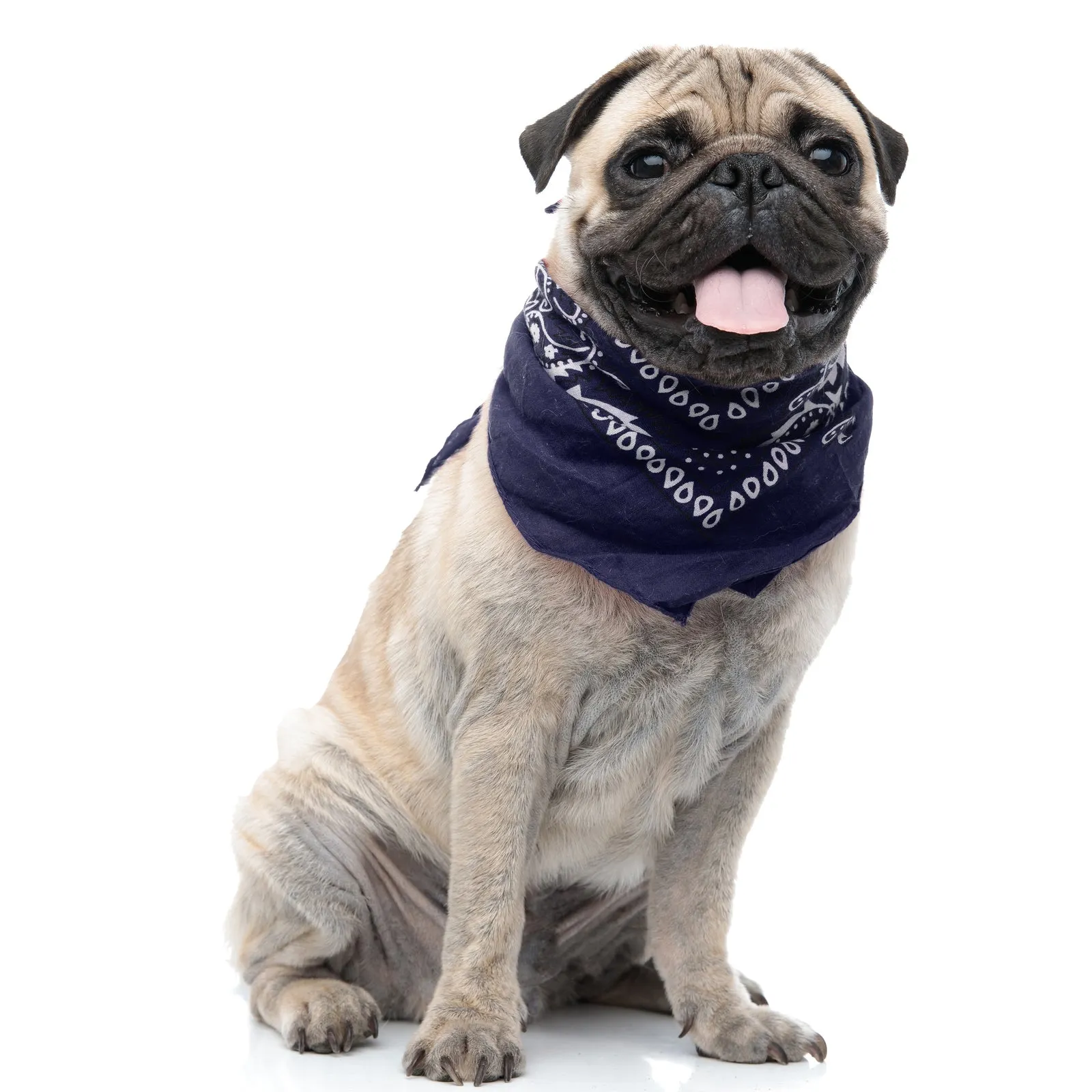 Pack of 6 Polyester Dog Bandanas Paisley Design Regular Size