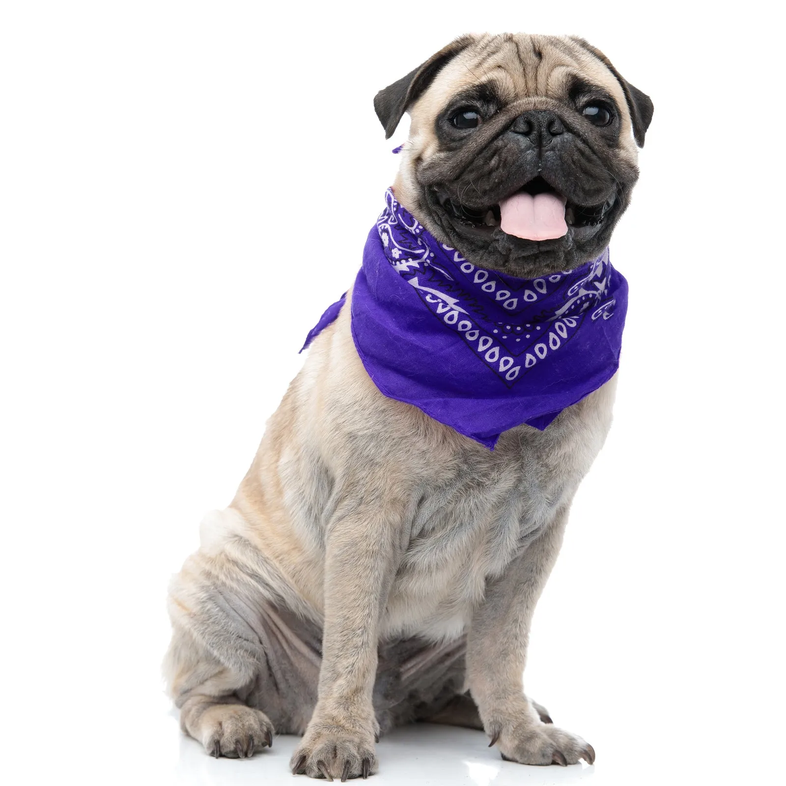 Pack of 6 Polyester Dog Bandanas Paisley Design Regular Size