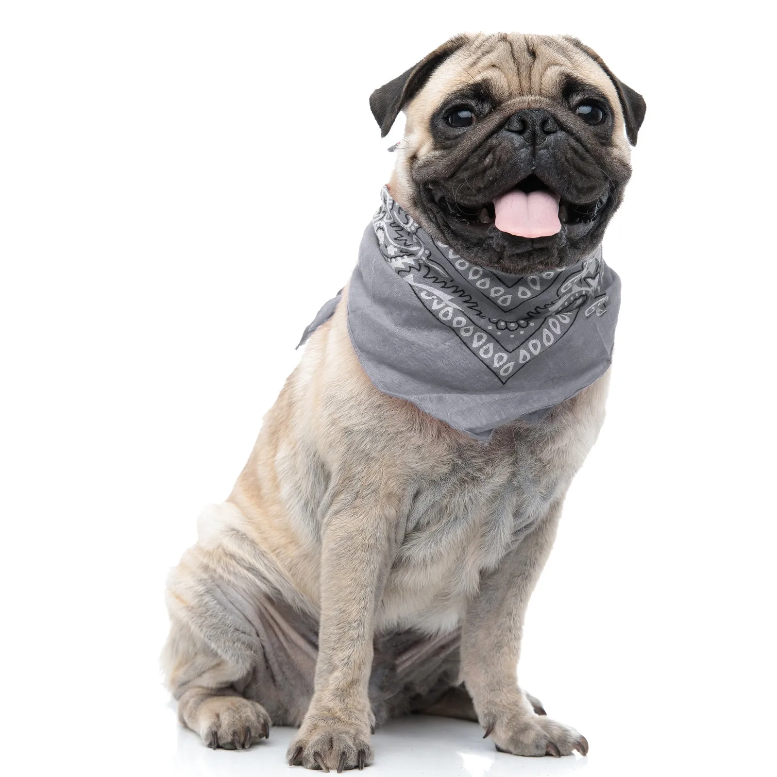 Pack of 6 Polyester Dog Bandanas Paisley Design Regular Size