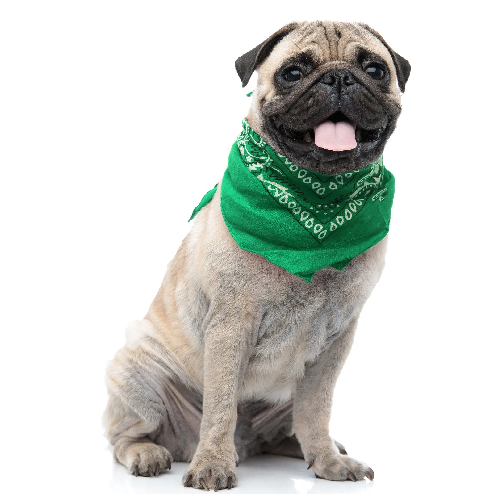 Pack of 6 Polyester Dog Bandanas Paisley Design Regular Size