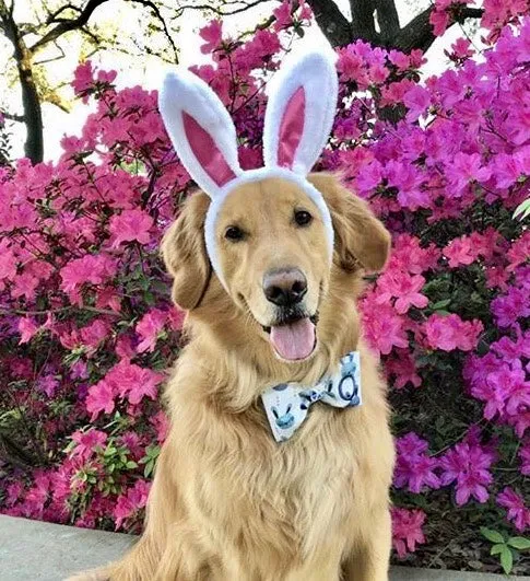 Personalized Easter Egg Bandanas with Personalization