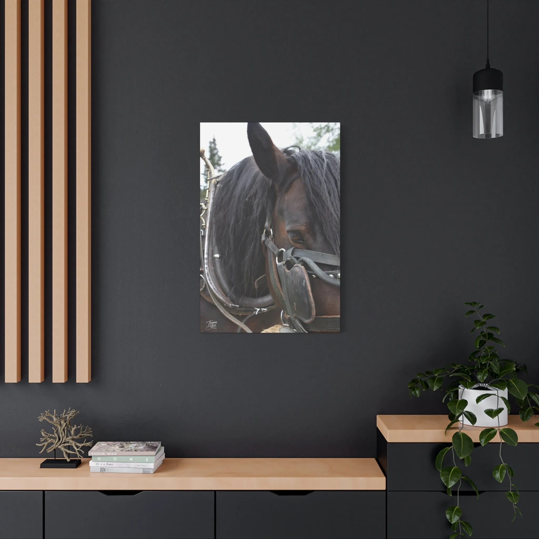 'Showman' British Columbia, Canada - Stretched Canvas