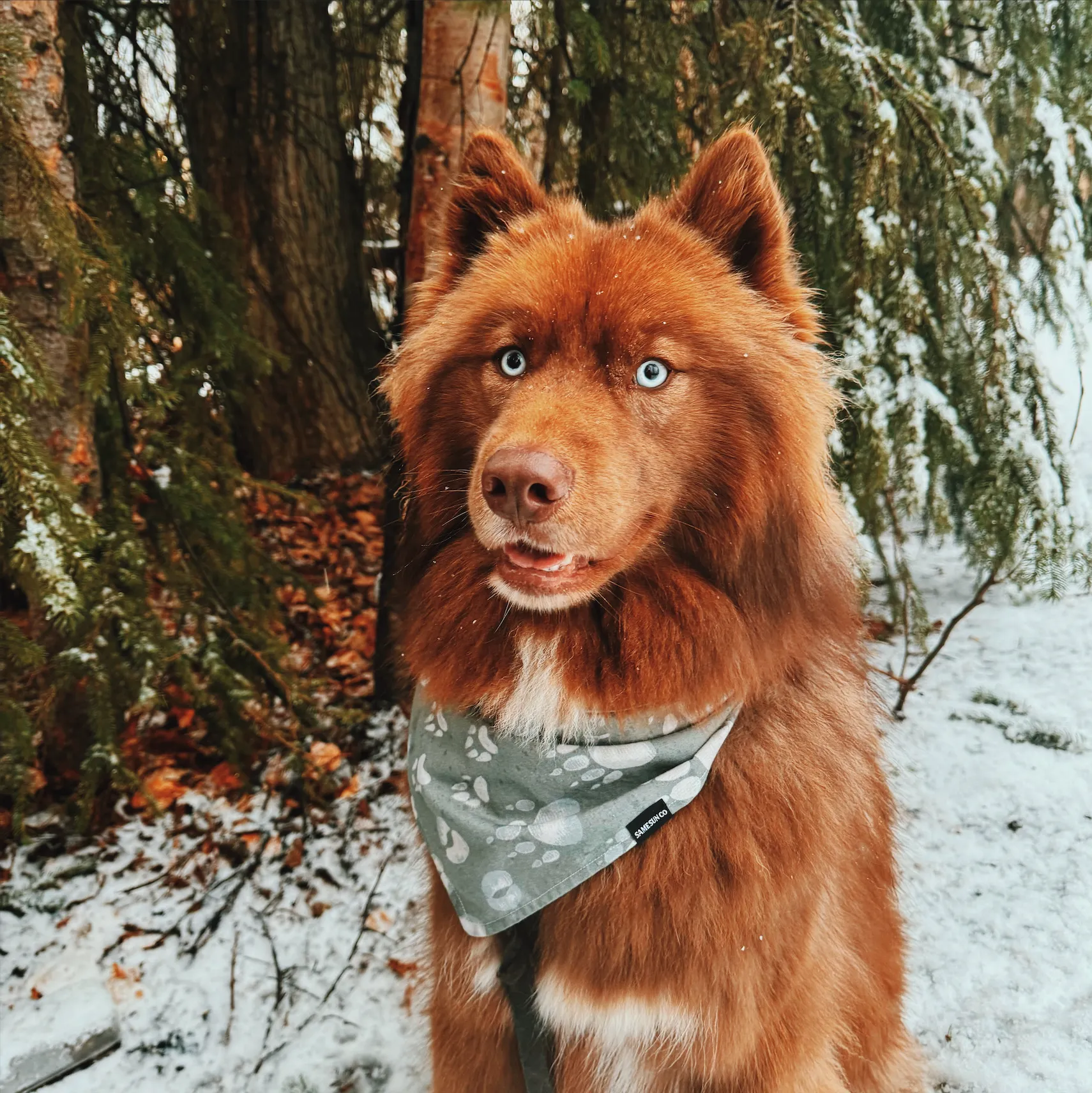 Woodland Animal Tracks Dog Bandana