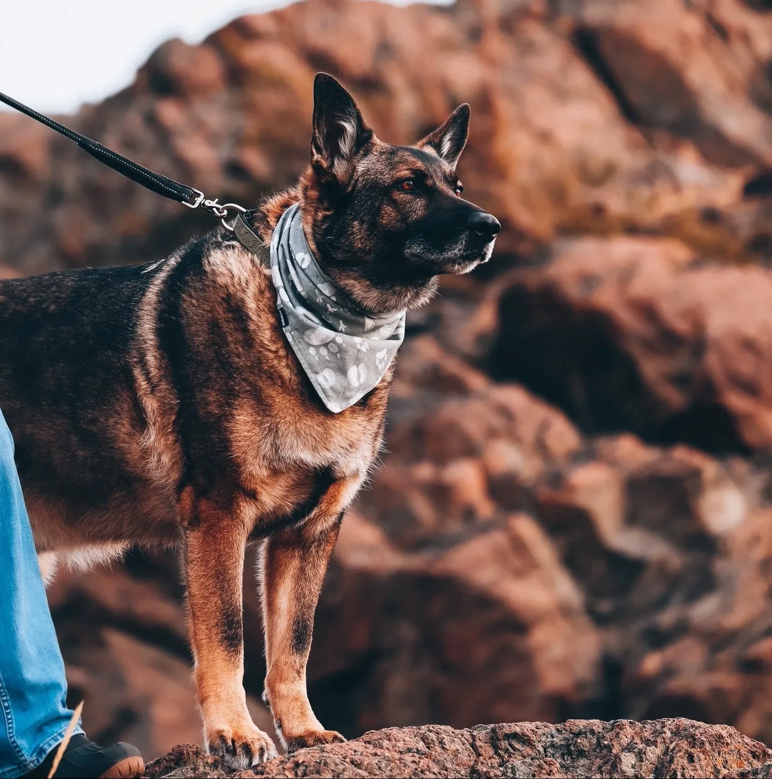 Woodland Animal Tracks Dog Bandana