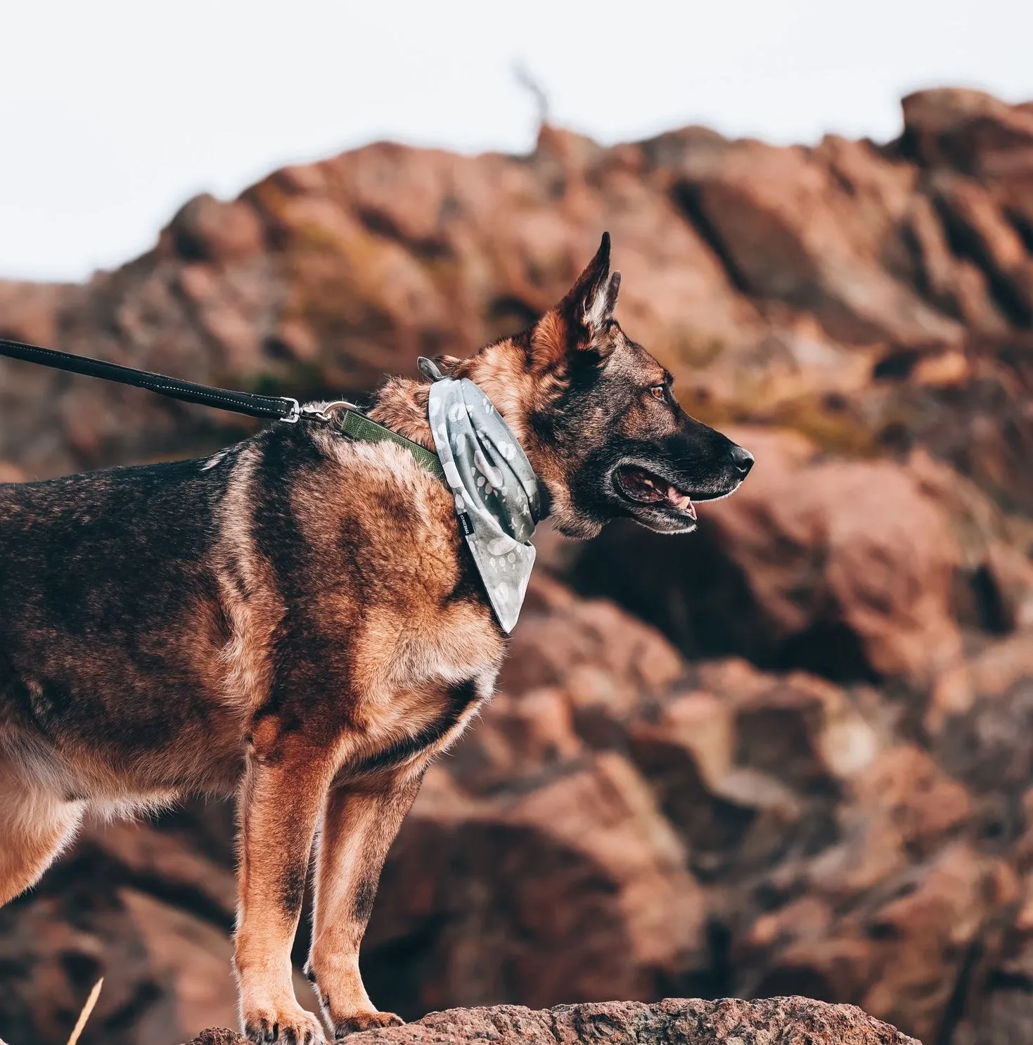 Woodland Animal Tracks Dog Bandana